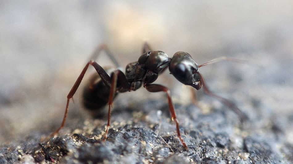 Ants In My Basement 